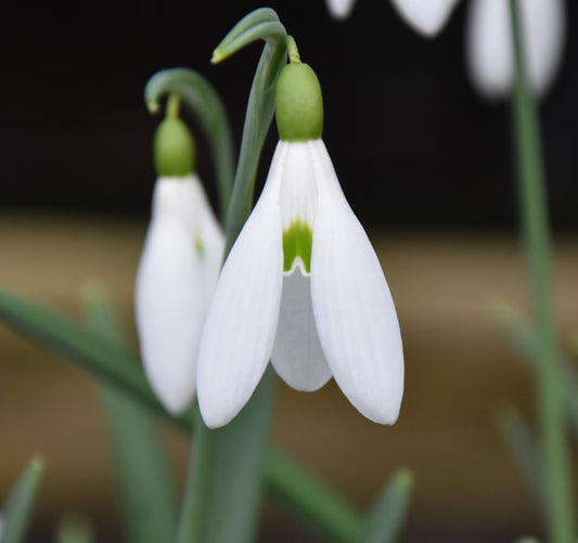Atkinsii AGM