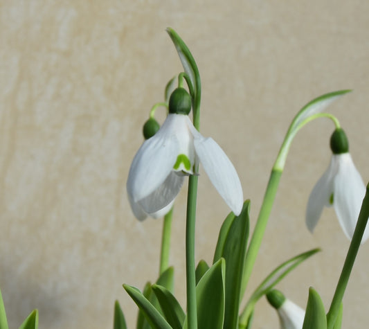 elwesii var. monostictus. 'Benjamin Britten'