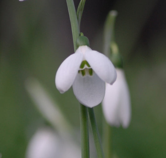 elwesii var. monostictus 'Sir Edward Elgar'
