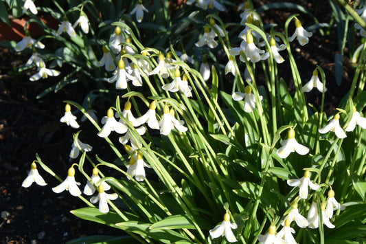 Galanthus plicatus 'Golden Fleece'