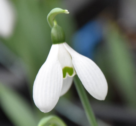 elwesii var. monostictus ‘W.A. Mozart’
