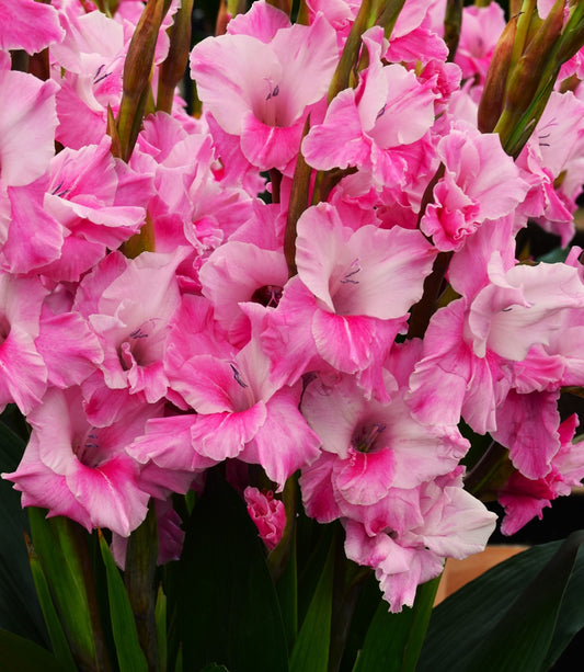 Gladiolus "Milkshake"