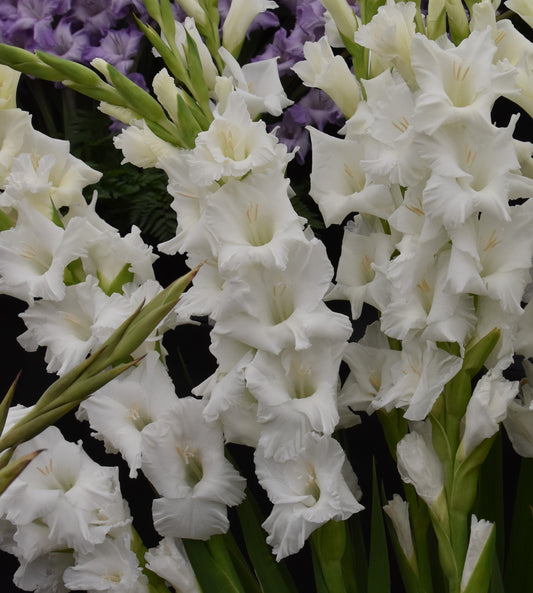 Gladiolus "Tarantella"