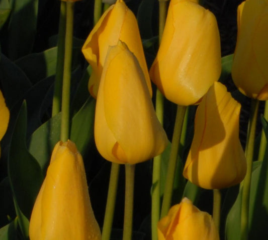 Tulip Golden Oxford