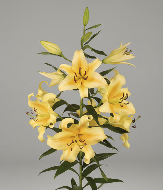 Lilium Honeymoon