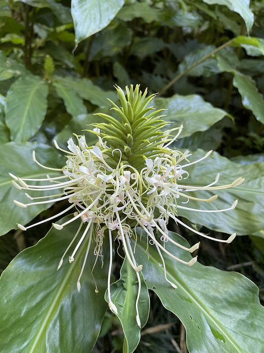thyrsiforme