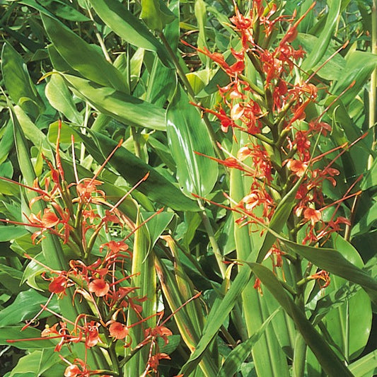 aurantiacum