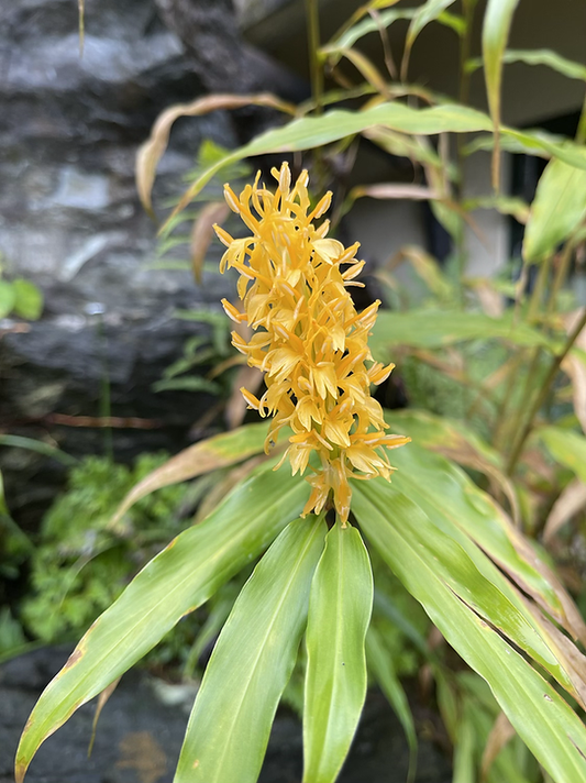 densiflorum