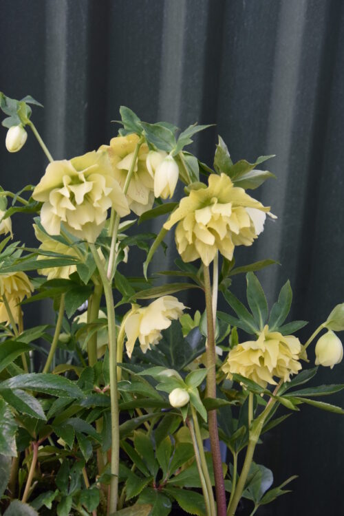 Helleborus Hybridus double Yellow_5216 (2)