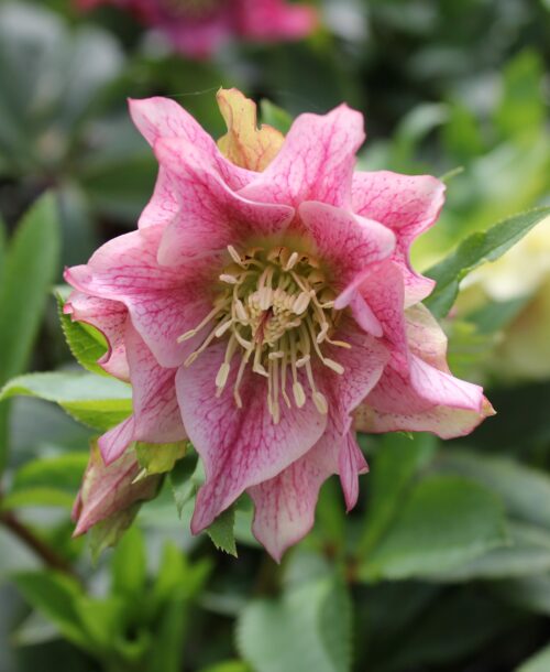 Helleborus double pink