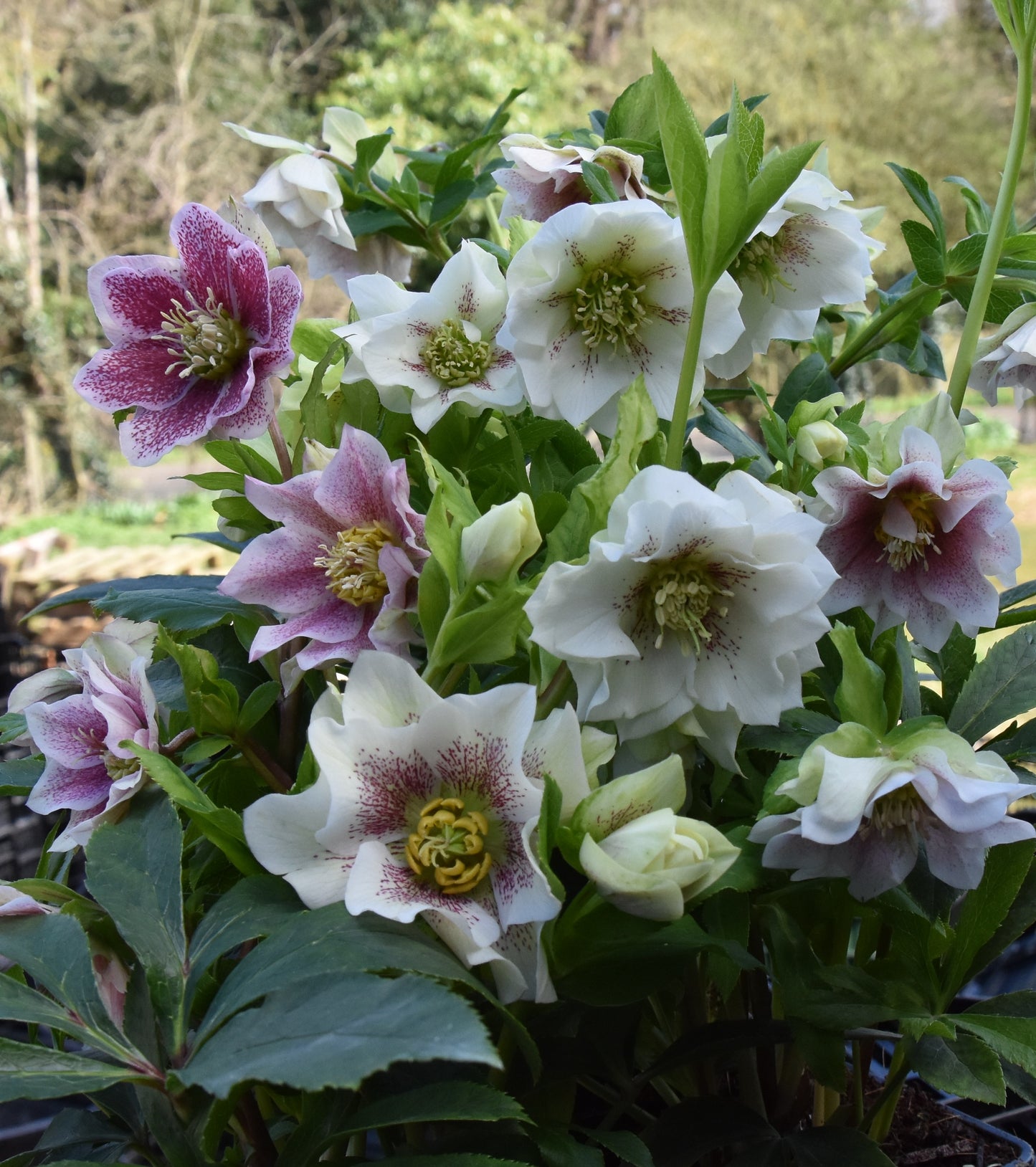 Helleborus mixture 5 pots!! - Finished flowering this Spring!