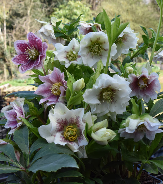 Helleborus mixture 5 pots!! - Finished flowering this Spring!