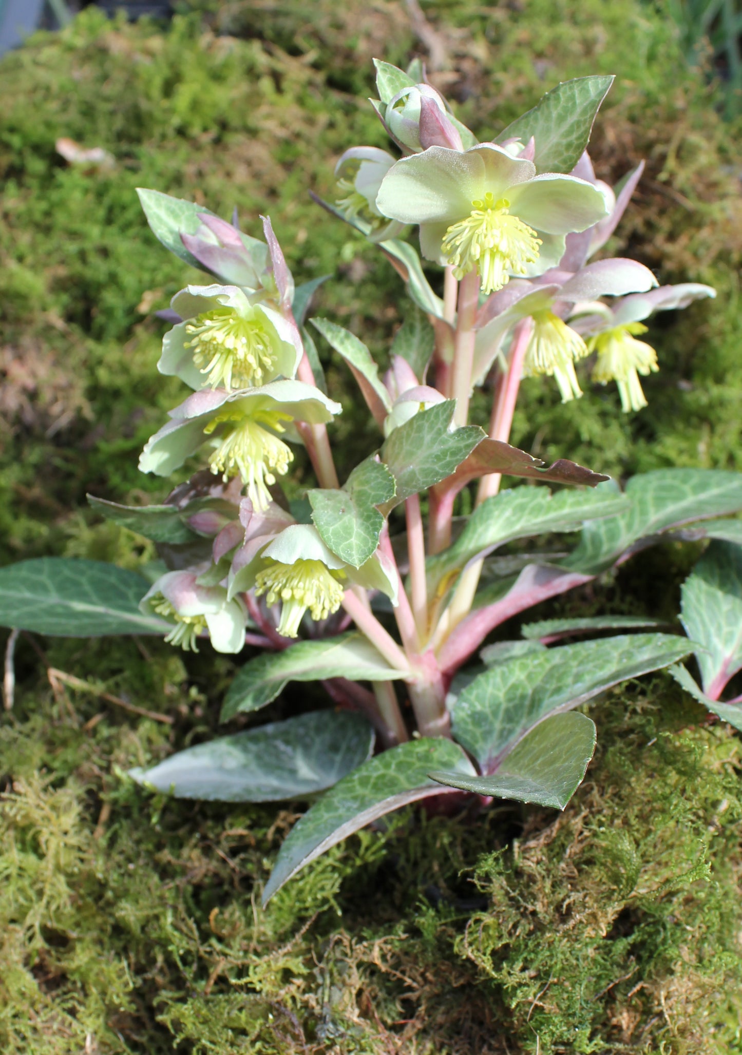 Helleborus mixture 5 pots!! - Finished flowering this Spring!