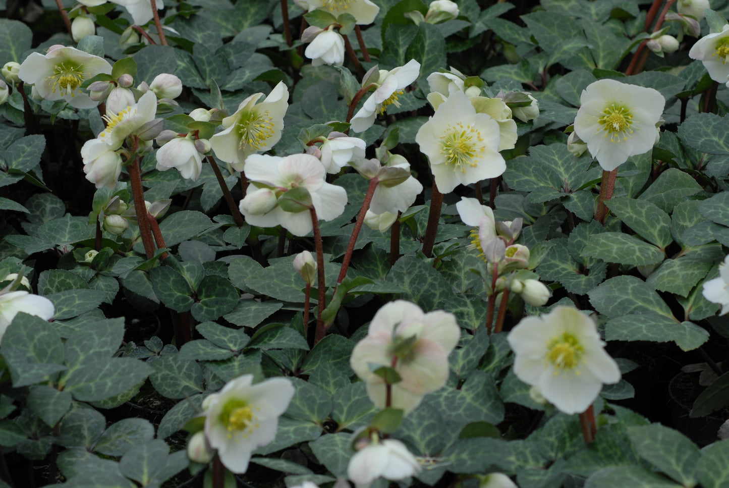 Helleborus mixture 5 pots!! - Finished flowering this Spring!
