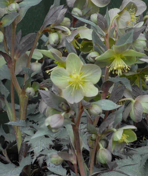 Helleborus Silver Dollar