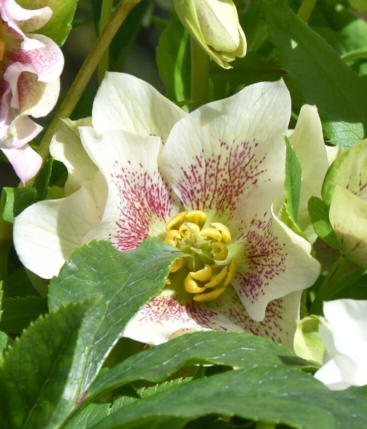 Helleborus mixture 5 pots!! - Finished flowering this Spring!