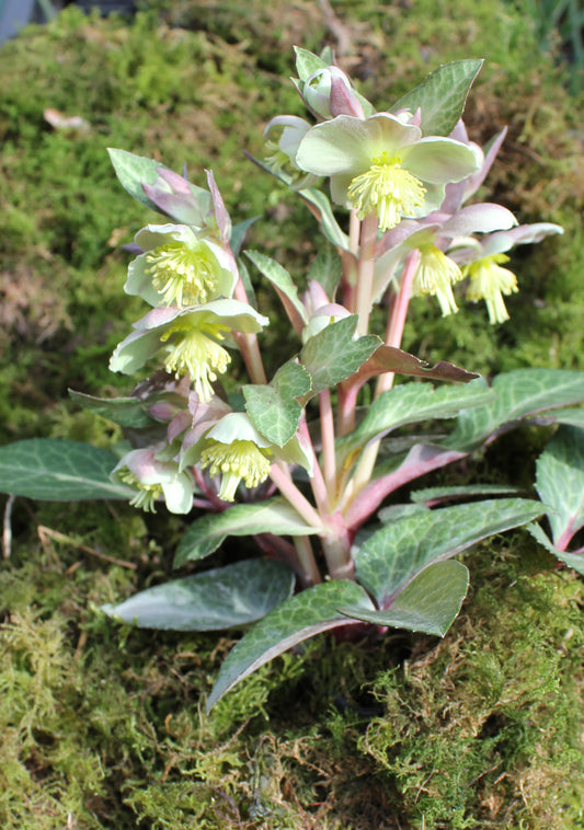 Helleborus lividus mixture x 5pots - Finished flowering this Spring!