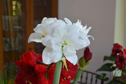 Hippeastrum Akiko_1715 (2)
