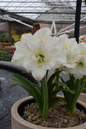 Hippeastrum Amadeus Candy_6661