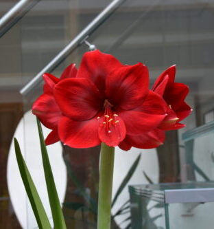 Hippeastrum Baton Rouge_3891 (1)
