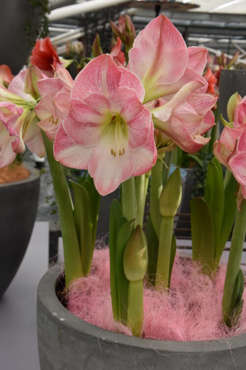 Hippeastrum Cherry Bloss_7594