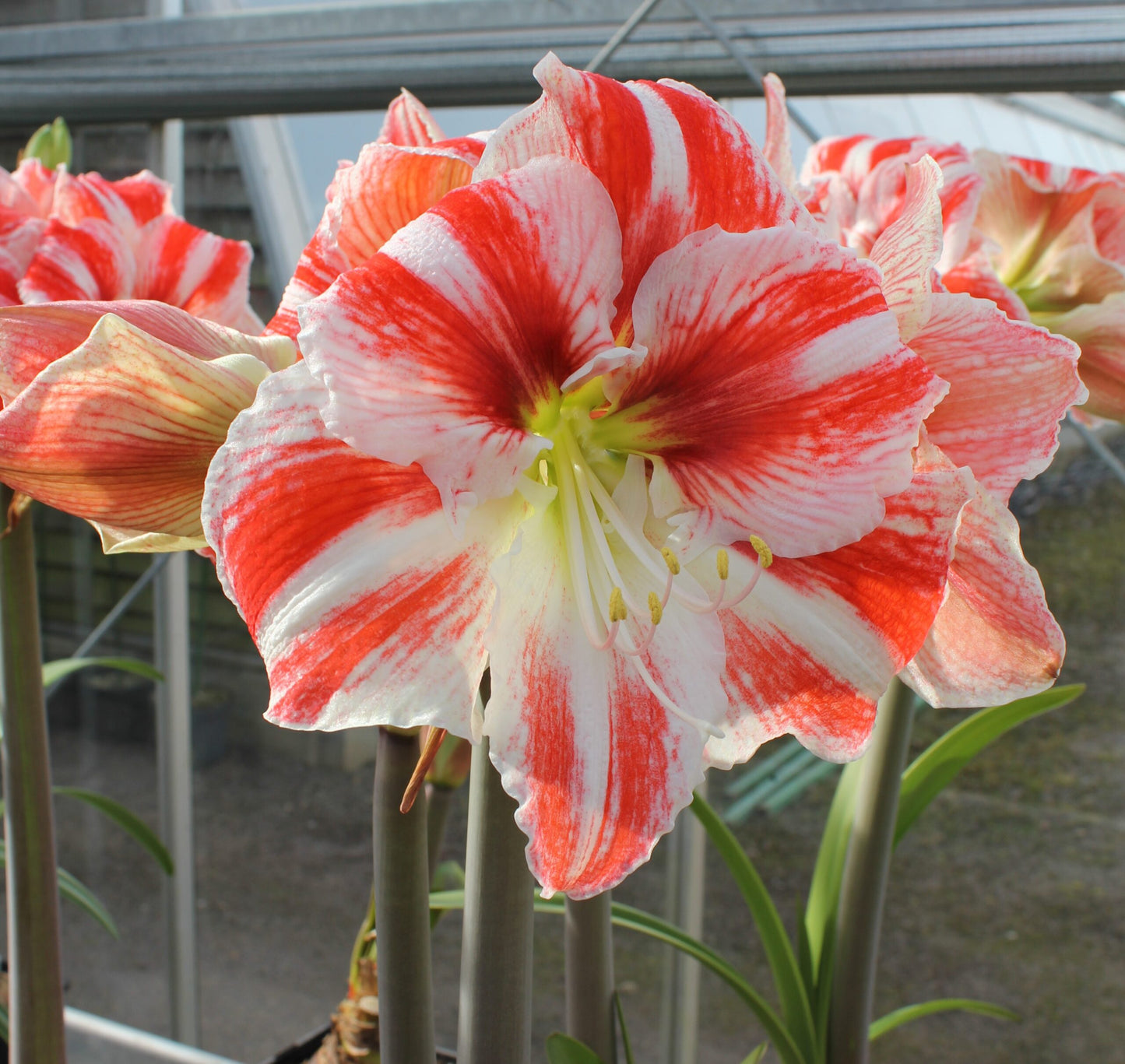 Hippeastrum Clown_7914 square