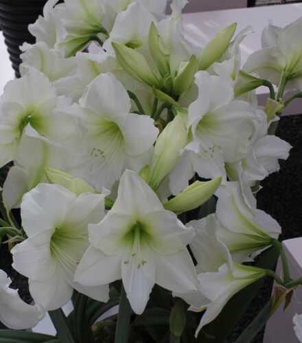 Hippeastrum Costa Blanca