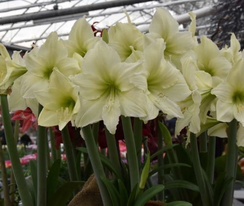 Hippeastrum Luna_1613 (1)