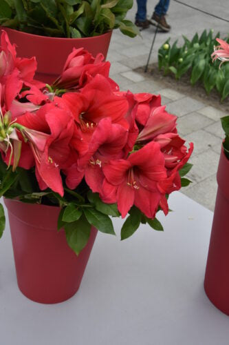 Hippeastrum Pleasure_6706