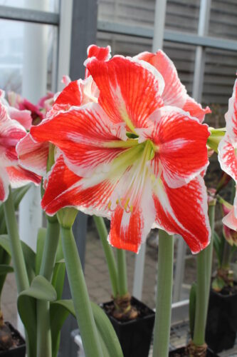 Hippeastrum Spartacus_7949 (2)