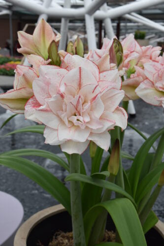 Hippeastrum Striped Amadeus_6675