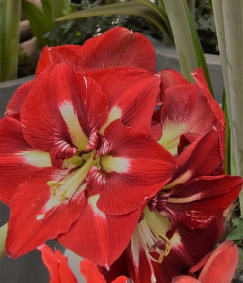 Hippeastrum minerva
