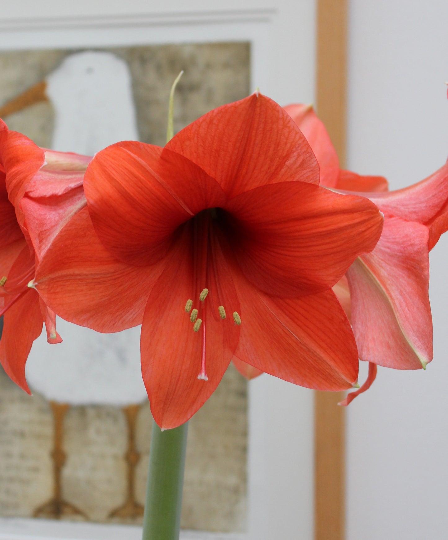 Hippeastrum Desire XL 42/44