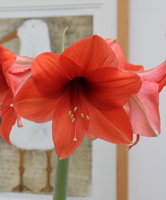 Hippeastrum Desire XL 42/44