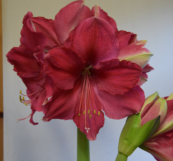 Pink Surprise 32/34