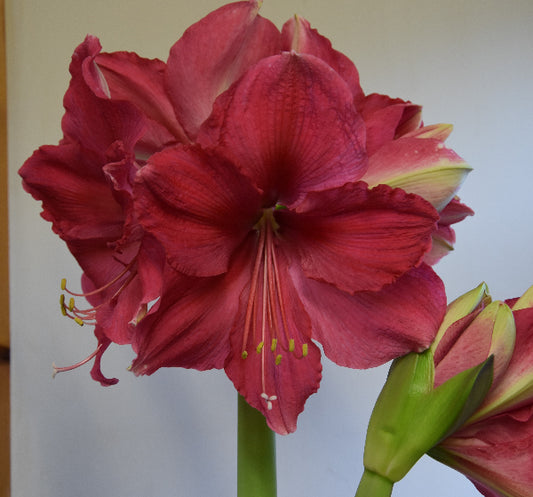 Pink Surprise 32/34