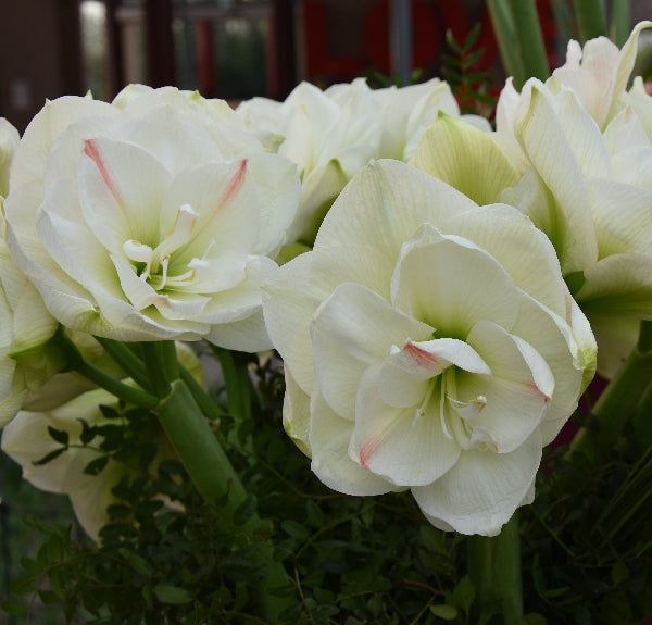White Amadeus XL 40/42