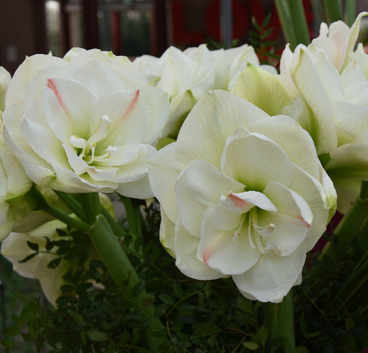 White Amadeus XL 40/42