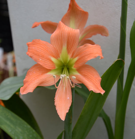 blossfeldiae