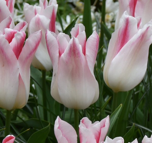 Tulip Holland Chic