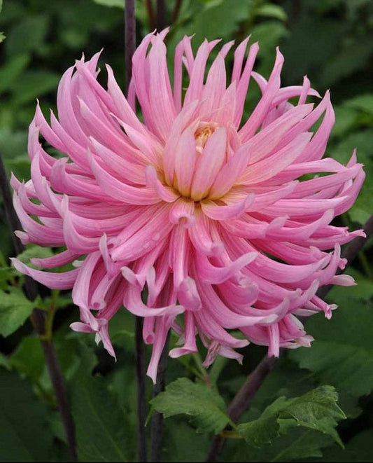 Dahlia Hollyhill Cotton Candy.