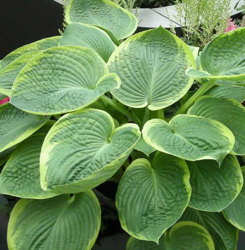 Hosta His Honour