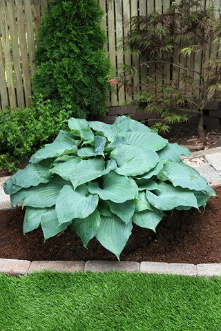 Hosta 'Moonlight Sonata'