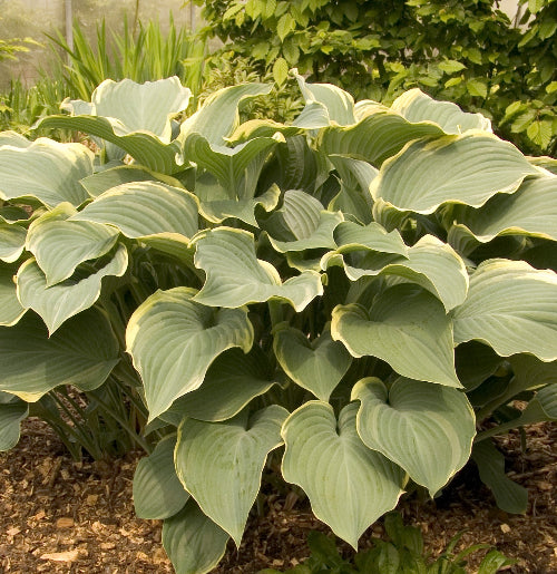 Hosta "Regal Splendour"