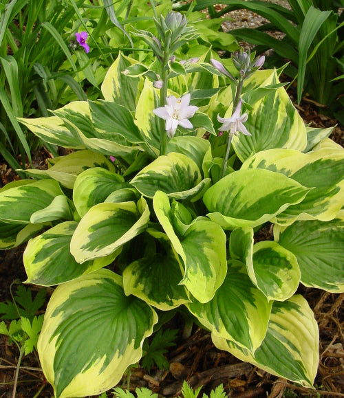 Hosta "Twilight"