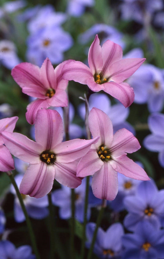 uniflorum Charlotte Bishop