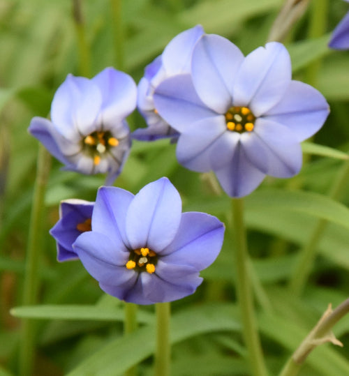 uniflorum Jessie