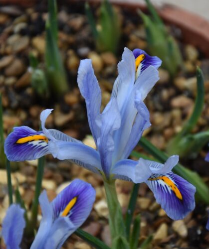 Iris Angela_1483 (5)