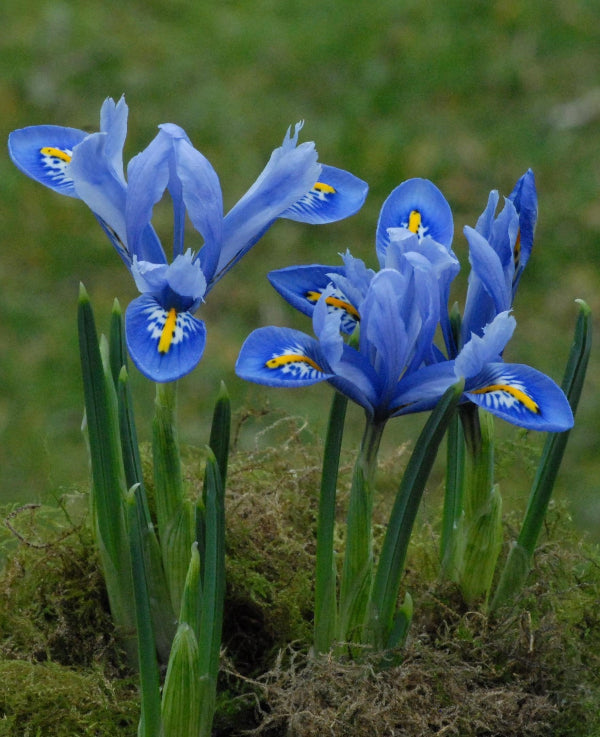reticulata Alida