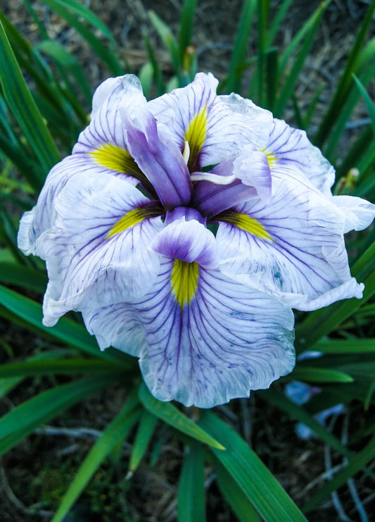 Iris Ensata 'Greywoods Catrina'